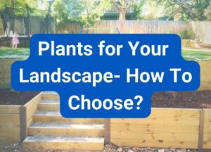 Plants for Your Landscape - How To Choose | Hammer Excavation